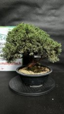 Juniperus Chinensis Kyushu (Genévrier de Chine) 21cm