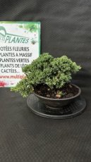 PBBONSD22JUPN Juniperus Procumbens Nana (Genévrier Prostré) Kengai 22cm