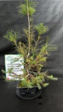 Pinus Halepensis (Pin d'Alep) 22cm