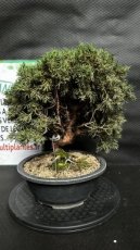 PBBONSD25JUCK Juniperus Chinensis Kyushu (Genévrier de Chine) 25cm