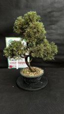 Juniperus Chinensis Kyushu (Genévrier de Chine) 26cm