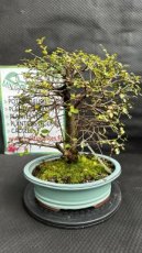 PBBONSD29ZES Zelkova Serrata (Orme de Sibérie) 29cm