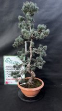 Pinus Parviflora 'E5' (Pin blanc du Japon) 30cm