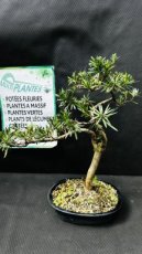 Podocarpus Chinensis 30cm
