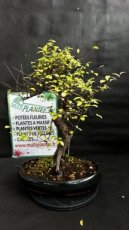 PBBONSD38ZES Zelkova Serrata (Orme de Sibérie) 38cm