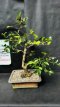 PBBONSD40CAJ Camellia Japonica Sp (Camélia du Japon) 40cm
