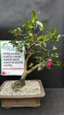 Camellia Japonica Sp (Camélia du Japon) 40cm