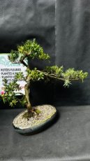 Podocarpus Chinensis 40cm