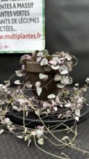 PBCASUD13CEWV Ceropegia Woodii Variegata (Chaine de Coeur) D13