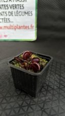Dionaea Muscipula Red (Dionée Attrape-Mouche) D8