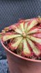 PCCARND08DRAL Drosera Aliciae (Rossolis d'Alice) D8