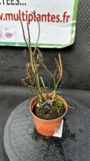 PCCARND08DRB Drosera Binata D8
