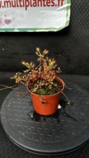 PCCARND08DRM Drosera Madagascariensis D8