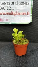 PCCARND08HE Heliamphora Spp D8