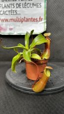 PCCARND08NE Nepenthes Spp D8