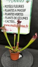 PCCARND08SA Sarracenia Spp (Sarracénie) D8