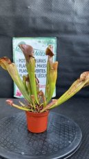 PCCARNPD8SAV Sarracenia Vogel (Sarracénie)