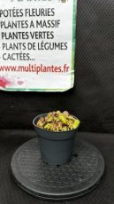 PCCARND12CAF Cephalotus Follicularis D12