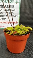 Dionaea Muscipula (Dionée Attrape-Mouche)