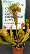 PCCARND12SAF Sarracenia Fon (Sarracénie)