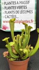 PCCARND12SAH Sarracenia Hammerhead (Sarracénie)