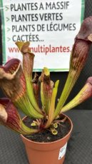 PCCARND12SAR Sarracenia Ray (Sarracénie)