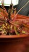 PCCARNP1LDRA Drosera Adelae 1L