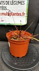 PCCARNP1LDRA Drosera Adelae 1L