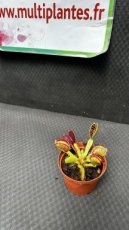 PCCARNPD8DIMG Dionaea Muscipula 'G14' (Dionée Attrape-Mouche)