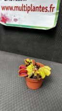 PCCARNPD8DIMGBM Dionaea Muscipula 'Giant Big Mouth' (Dionée Attrape-Mouche)