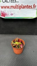 PCCARNPD8DIMGT Dionaea Muscipula 'Giant Trap' (Dionée Attrape-Mouche)