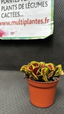 PCCARNPD8DIMZ Dionaea Muscipula 'Zipp' (Dionée Attrape-Mouche)