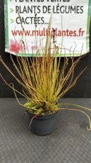 PCCARNPD8DRF Drosera Filiformis