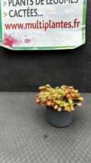 PCCARNPD8DRS2 Drosera Spatulata