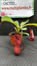 PCCARNPD8NEL Nepenthes Lowii (Monkey Jars)