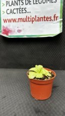PCCARNPD8PIT Pinguicula Tina (Grassette)