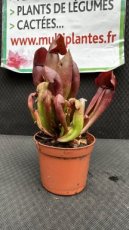 PCCARNPD8SAB Sarracenia Barba (Sarracénie)