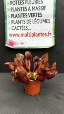 PCCARNPD8SAH Sarracenia Hans (Sarracénie)