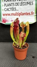 PCCARNPD8SAS Sarracenia Smoorii (Sarracénie)