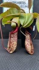 PCCARNS15NEM Nepenthes Miranda (Monkey Jars)