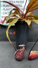 PCCARNS15NES Nepenthes Suki (Monkey Jars)
