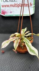 PCCARNS15NEVNAV Nepenthes Viking x Nepenthes Ampullaria Variegata (Monkey Jars)