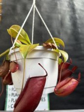 Nepenthes Spp S20