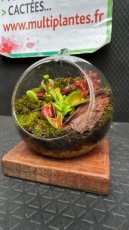 PCCOMP Composition de Carnivores