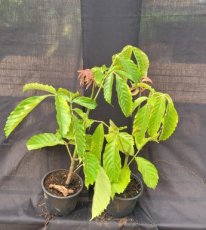 Leea Guineensis (Bois de Sureau) 1L