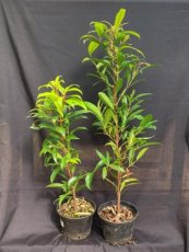 Syzygium Borbonicum (Bois de Pomme Blanc) 1L