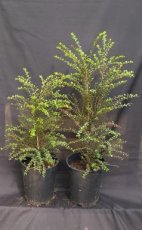 Scolopia Heterophylla (Bois de Tisane Rouge) 2L