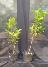 Coffea Mauritiana (Café Marron) 3L