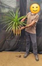 Pandanus Sylvestris (Petit Vacoa) 5L