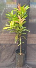 PEENDEP7LCAT Calophyllum Tacamahaca (Bois de Takamaka) 7L